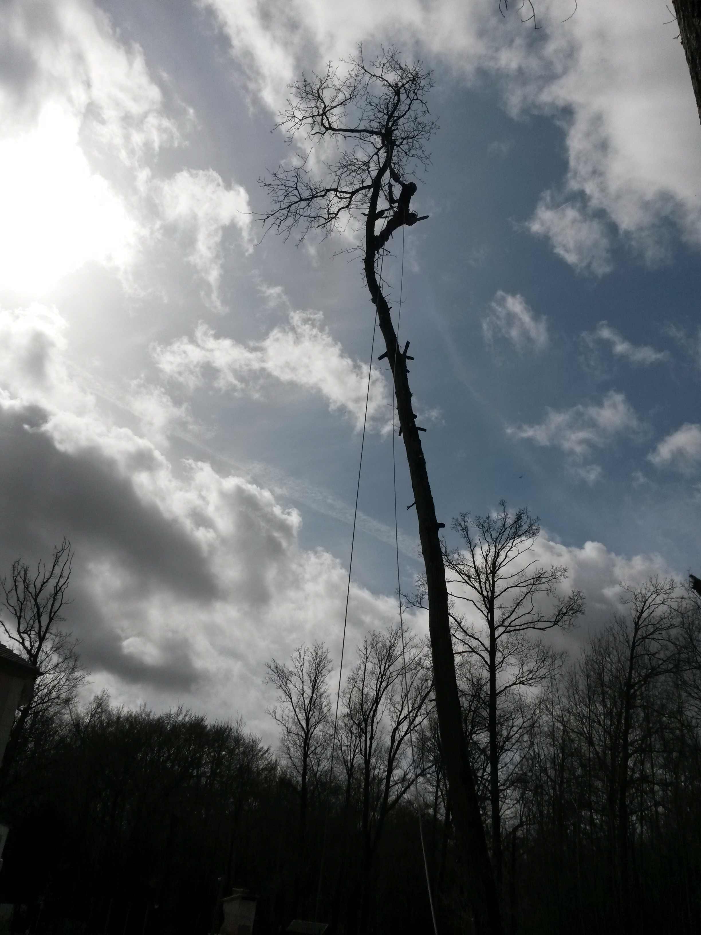 elagage abattage Mouroux 77120